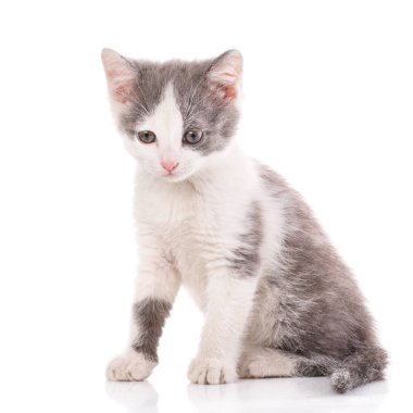 Kedi. Kedi sokaktan.