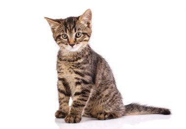 Kedi posteri. Çizgili kedi oturur.