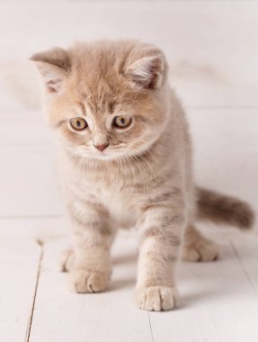 Ahşap arka plan üzerinde küçük kedi yavrusu