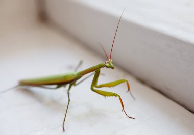 yeşil böcek mantis