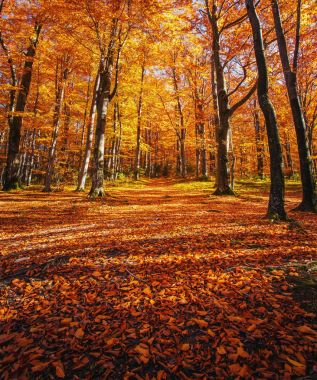 Orman, ağaçlar, aktif tatiller ve yürüyüş için yer kökleri sihirli iz.