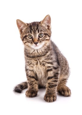 belgili tanımlık yavru kedi beyaz bir arka plan üzerinde şerit.