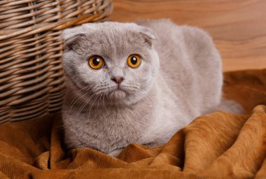 İskoç Fold sarı ile gri kedi gözleri