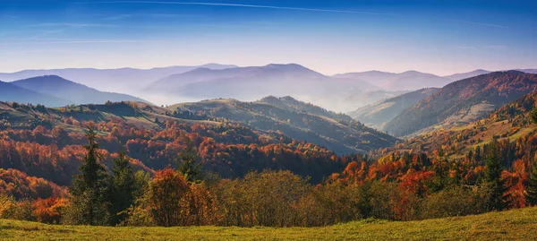 parlak ve renkli sonbahar orman