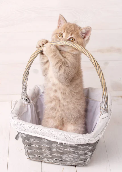 Scottish Fold Kitten en una cesta — Foto de Stock