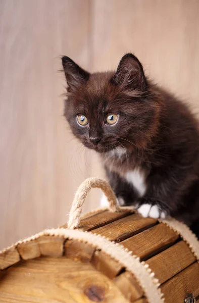 Svart katt porträtt på en trä bakgrund — Stockfoto