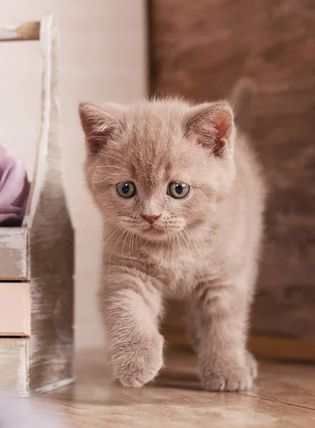 Scottish Fold Cat cerca de la caja con flores —  Fotos de Stock