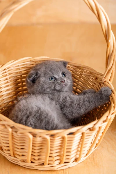 Gay cor escocesa dobra gato em uma cesta de vime — Fotografia de Stock