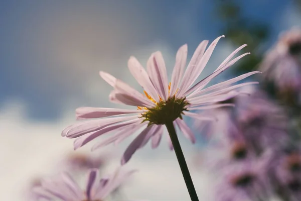 Hermosas flores de jardín, margarita violeta —  Fotos de Stock