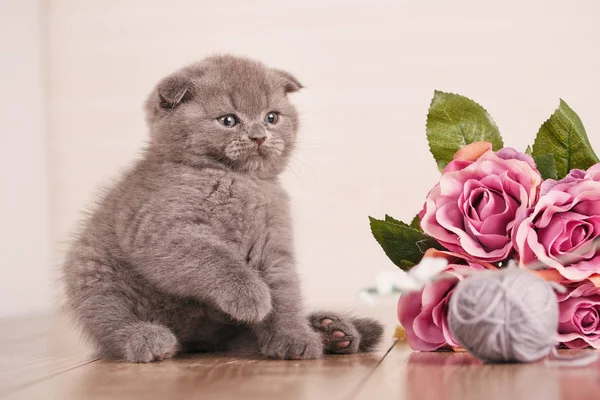 ¡Cat! Un gatito está jugando. Juego con flores . —  Fotos de Stock