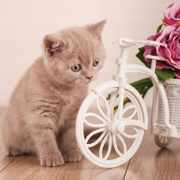 Kedi. İskoç kedi İskoç Fold yavru kedi. Evde kedi.