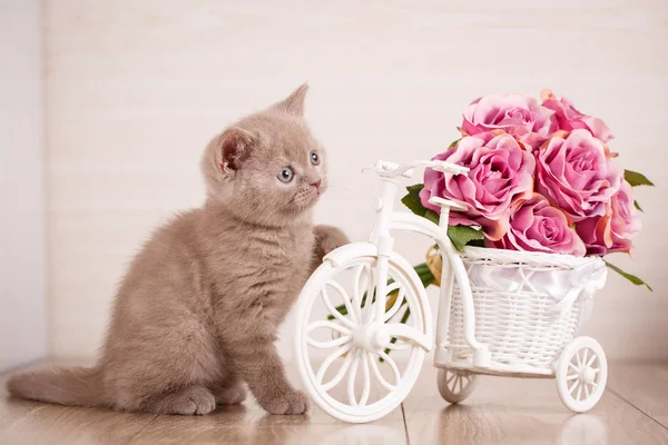 Cyamine renk İskoç kedi çiçekler ile dekoratif bir pot ile oynarken