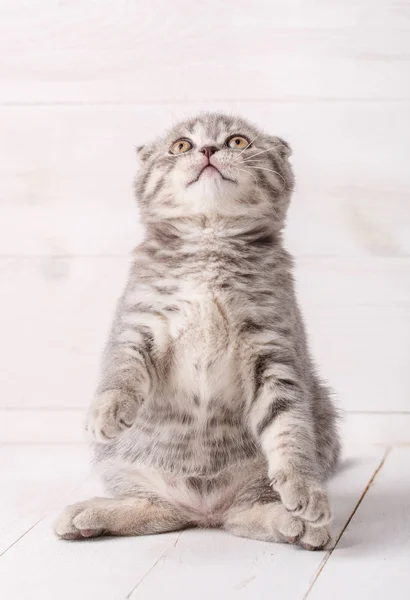 Gatito rayado gris El Scottish Fold se sienta en las patas traseras y mira hacia arriba . — Foto de Stock