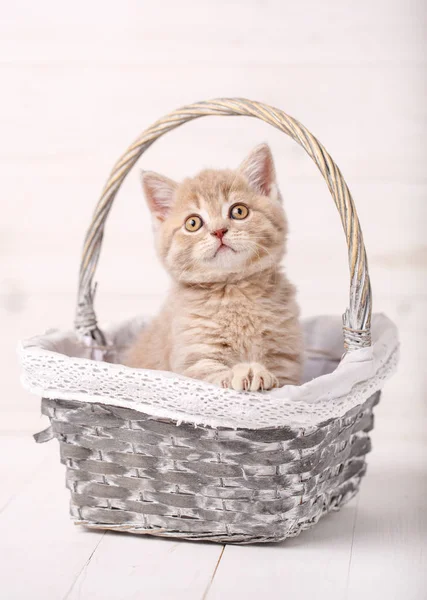 Cream color Scottish strait cat sits in a wicker basket. A playful kitten — Stock Photo, Image