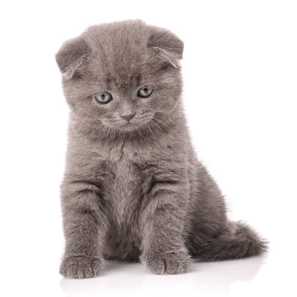 Gatinho de orelhas largas. Escócia gato — Fotografia de Stock