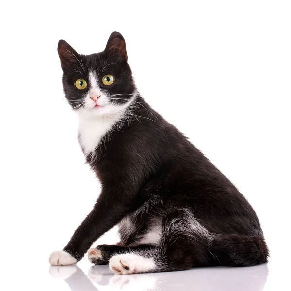Affiche de chat. Chat noir et blanc assis . — Photo