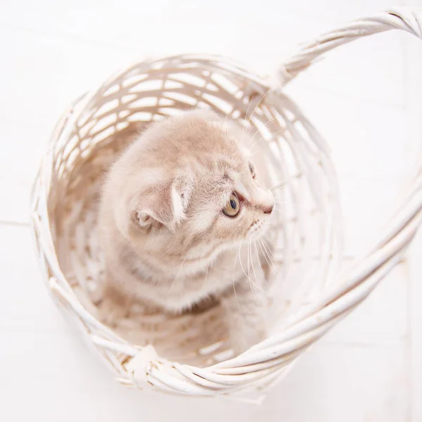 ลูกแมวสีแดงนั่งอยู่ในตะกร้า แมวพันธุ์แท้ สัตว์เลี้ยง — ภาพถ่ายสต็อก