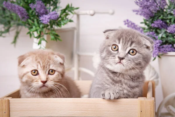 Un par de lindos gatos en una caja de madera. Flores de lavanda en el fondo — Foto de Stock