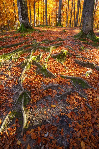 Sonbahar ormanıyla manzara. Güçlü eski ağaçlar kökleri. güzel sonbahar ağaç.