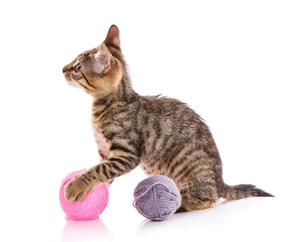 Katten är isolerade på vitt. kattunge spelas med en boll av tråd. — Stockfoto