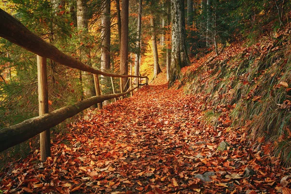 Stezka pokryta spadaného podzimního listí. Krásná krajina. — Stock fotografie