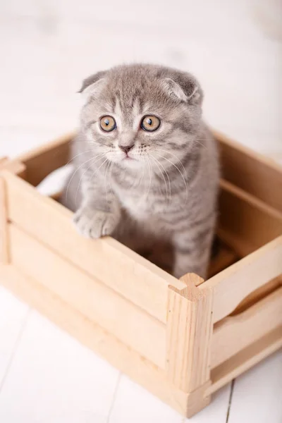 Gato escocês bonito com grandes olhos amarelos — Fotografia de Stock