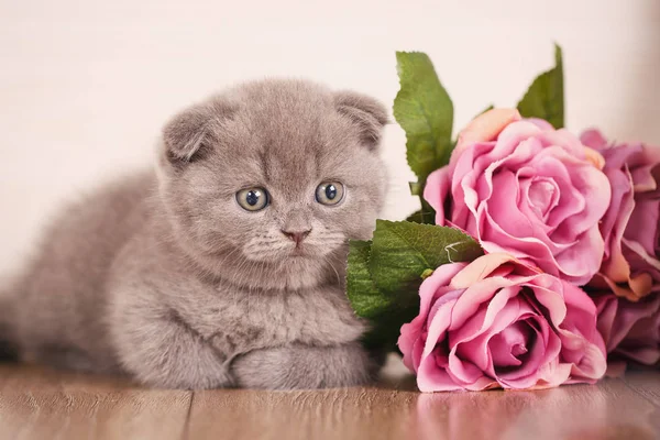 Cat achtergrond met boeket van roos — Stockfoto