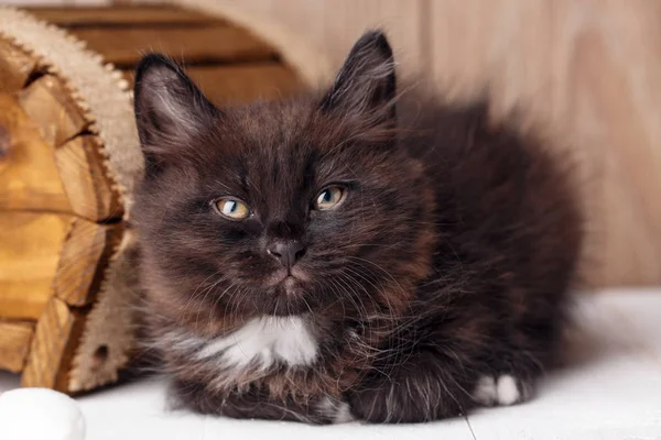 Siyah Kurilian Bobtail kedi yatıyor ve neredeyse uykuya daldı. — Stok fotoğraf