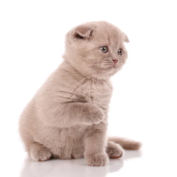 Портрет кошеня милі Кішки шотландські капловухі — стокове фото