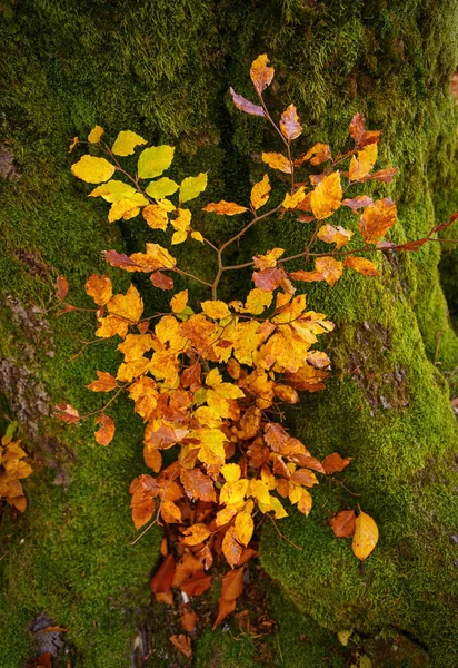 Landskap med hösten skogen. Stark gamla träd. vacker höst träd. — Stockfoto