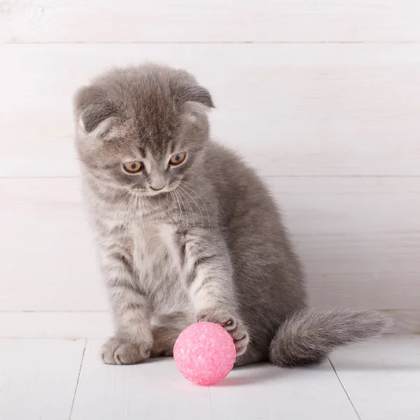 Grijs gestreepte kitten Scottish Fold wordt gespeeld met een roze bal, kijkt naar het. — Stockfoto