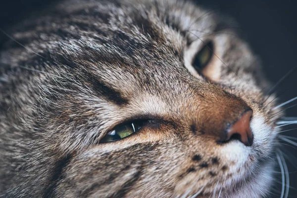 Roztomilý Spící kočka portrét — Stock fotografie