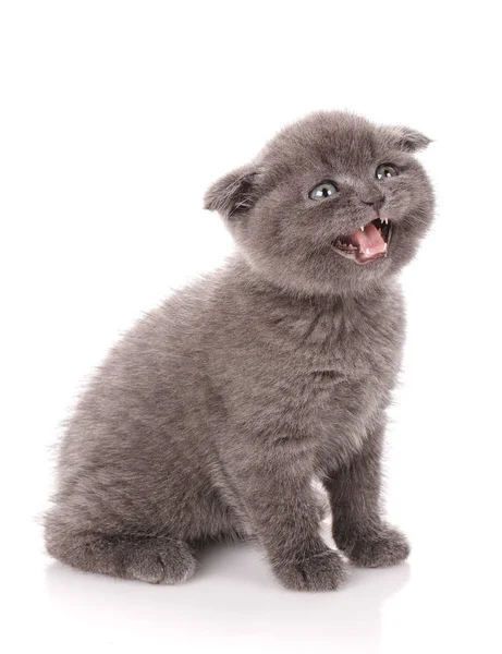 Gray Scottish Fold Cat sits on white background with open mouth. A playful kitten. — Stock Photo, Image