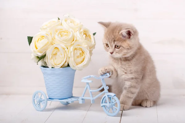 Червоний шотландський кошеня розміщення акуратні декоративні з букетом троянд — стокове фото