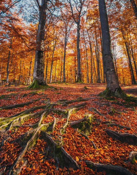Krajina s podzimní les. Silné kořeny starých stromů. — Stock fotografie