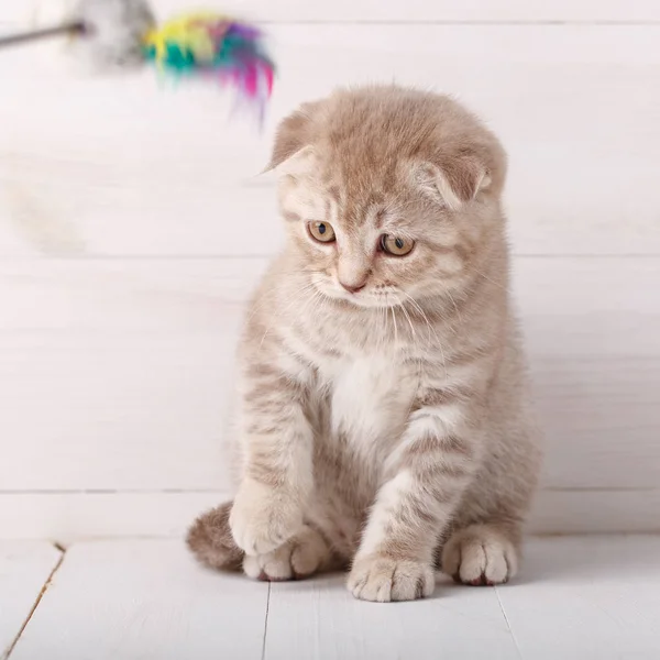 Verspielte cremefarbene schottische Falte Katzenporträt. — Stockfoto