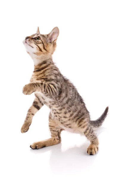 Gatto a strisce giocoso. spogliare il gattino sta giocando . — Foto Stock