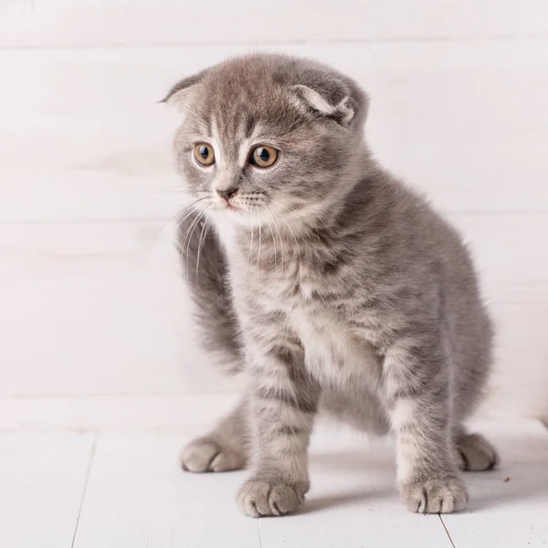 Retrato de gatito escocés gris. Gato sobre fondo de madera . —  Fotos de Stock