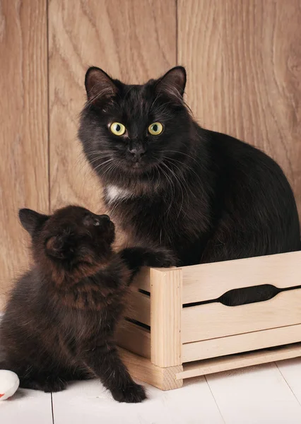 Dvě černé kočky Kurilian Bobtail. Máma s její kotě — Stock fotografie