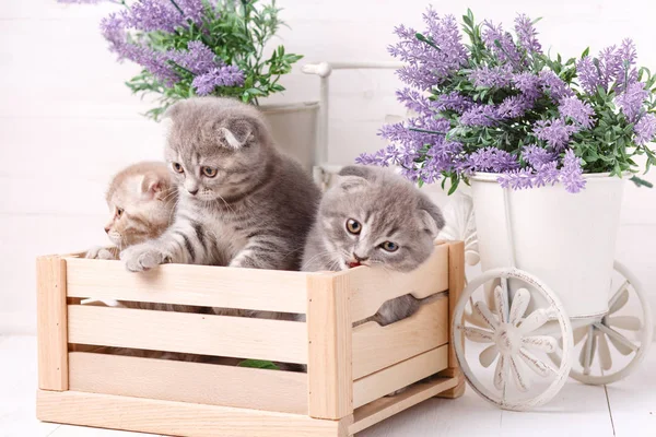 Gatitos en una caja de madera. Flores de lavanda en el fondo — Foto de Stock