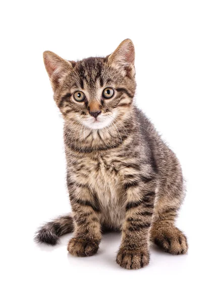 belgili tanımlık yavru kedi beyaz bir arka plan üzerinde şerit.