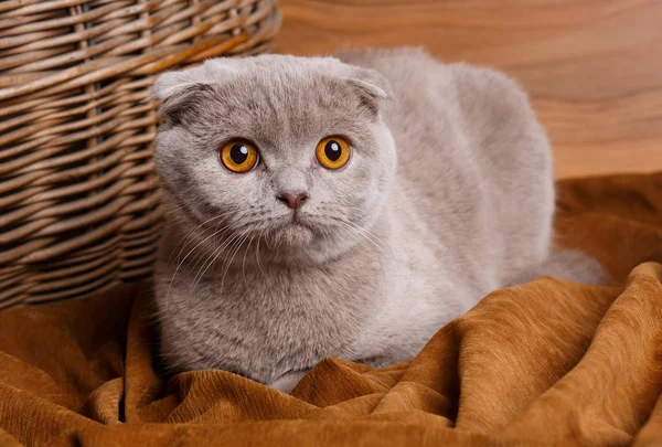 Gato gris con ojos amarillos escocés Doble — Foto de Stock