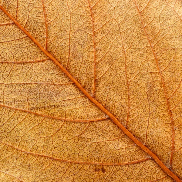 Yellow autumn leaf texture, background — Stock Photo, Image