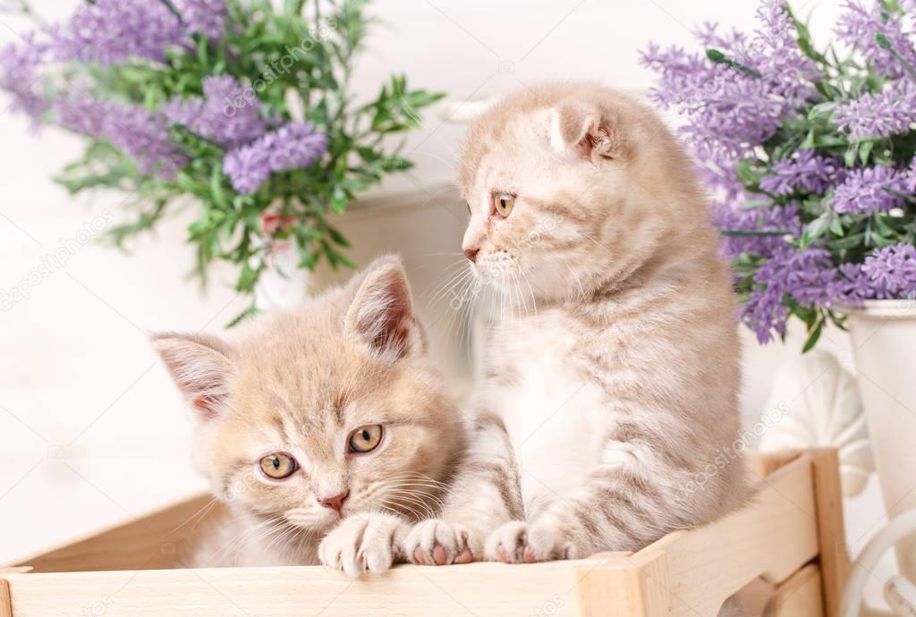 Little red scottish fold kittens playing in wooden box