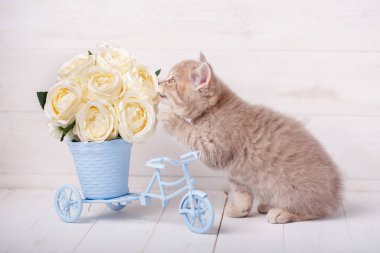 Güllü dekoratif bir pot yakınındaki kedi