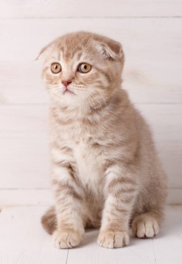 Ahşap kurullarında siting İskoç fold yavru kedi