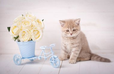 Safkan yavru kedi. İskoç boğaz kedi