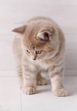 Ahşap arka plan üzerinde İskoç düz yavru kedi