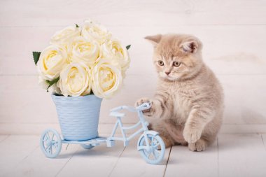 İskoç yavru kedi ile gül dekoratif bir pot bir bisiklet şeklinde oynanır