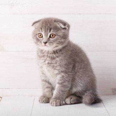 Ahşap arka plan üzerinde viski yavru kedi